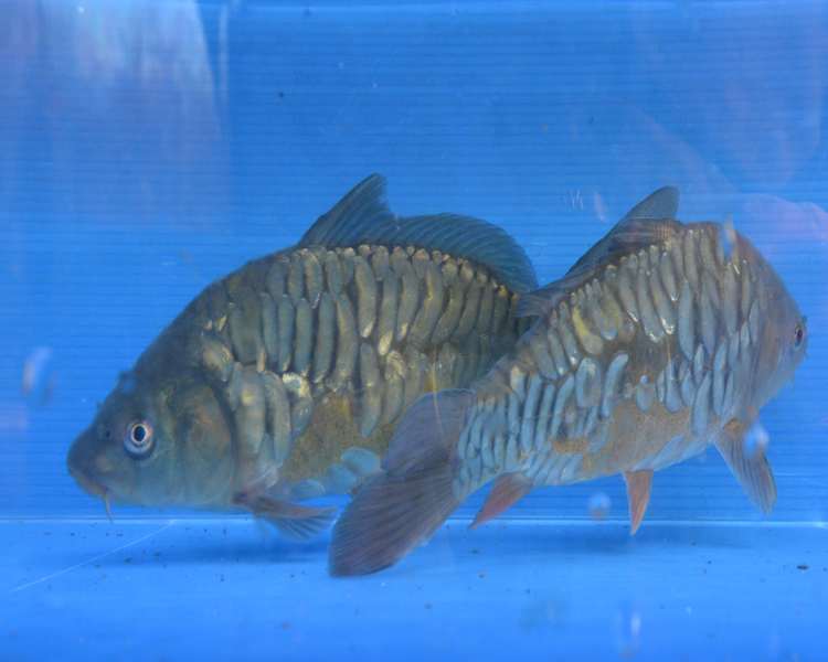 Mirror Carp ubicaciondepersonas.cdmx.gob.mx